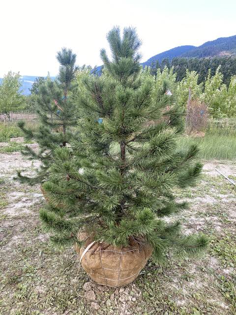 Looking for a resilient, vibrant evergreen tree to enhance your home's curb appeal or build a natural privacy screen?